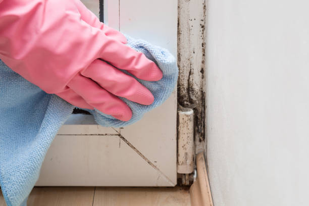 Best Black Mold Remediation in Lamar, CO
